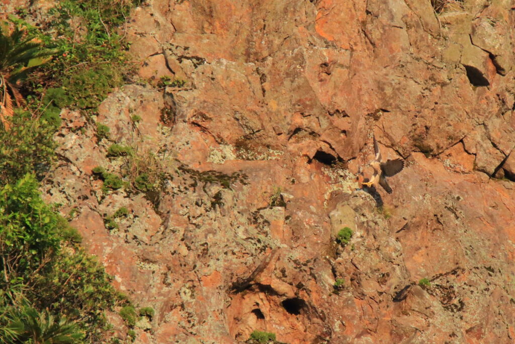 トカラ馬 開聞山麓自然公園 スヌーピー山 竹山