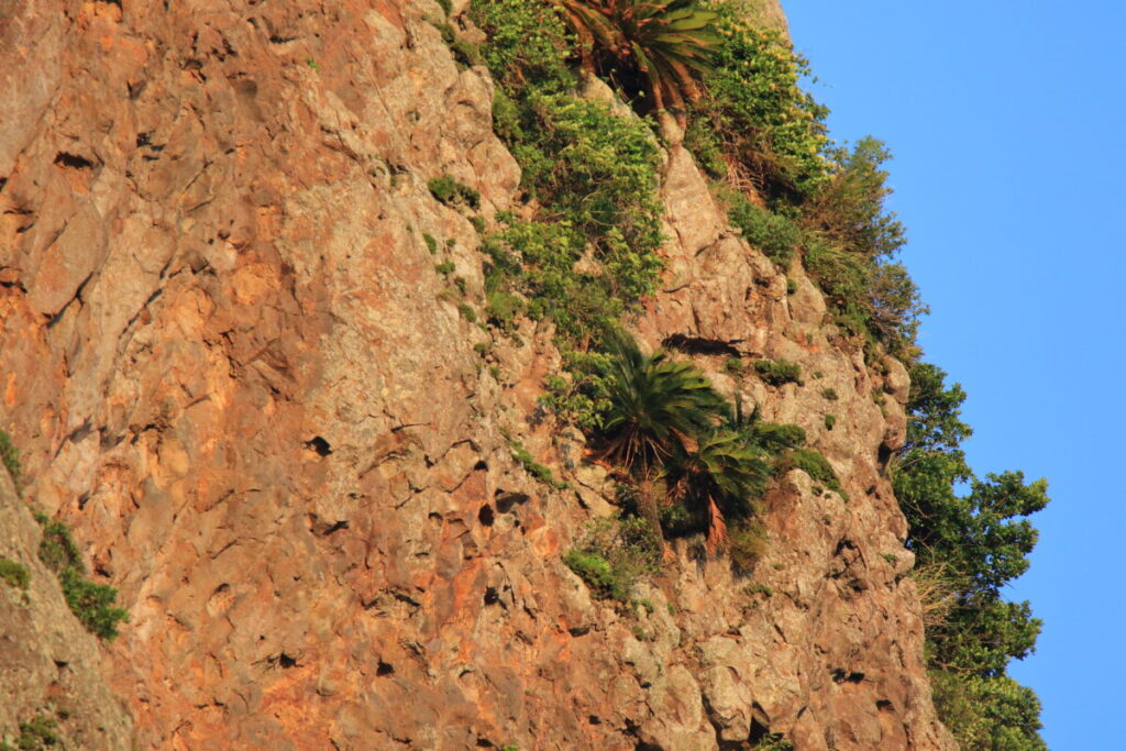 トカラ馬 開聞山麓自然公園 スヌーピー山 竹山
