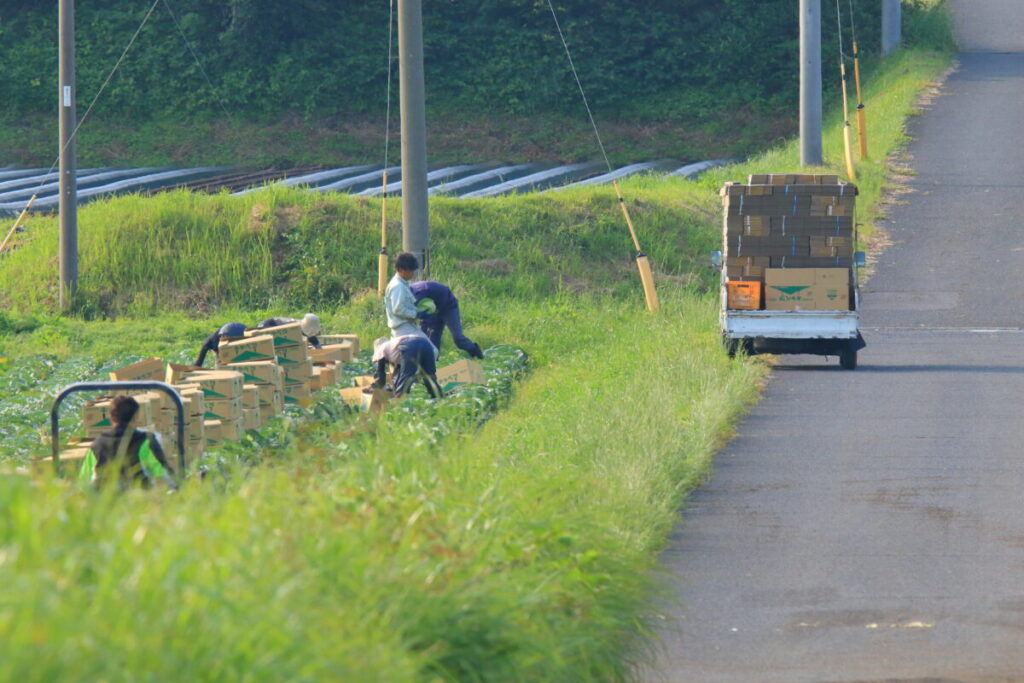 トカラ馬 開聞山 キャベツ畑