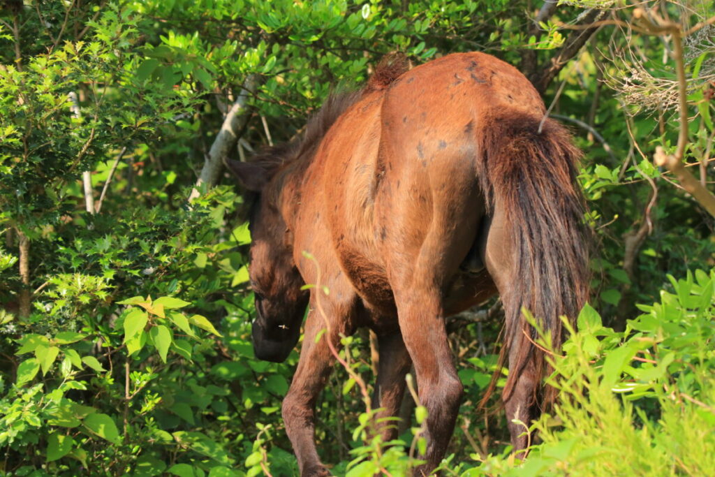 トカラ馬 開聞山麓自然公園 トカラ馬放牧場 藪の中を移動