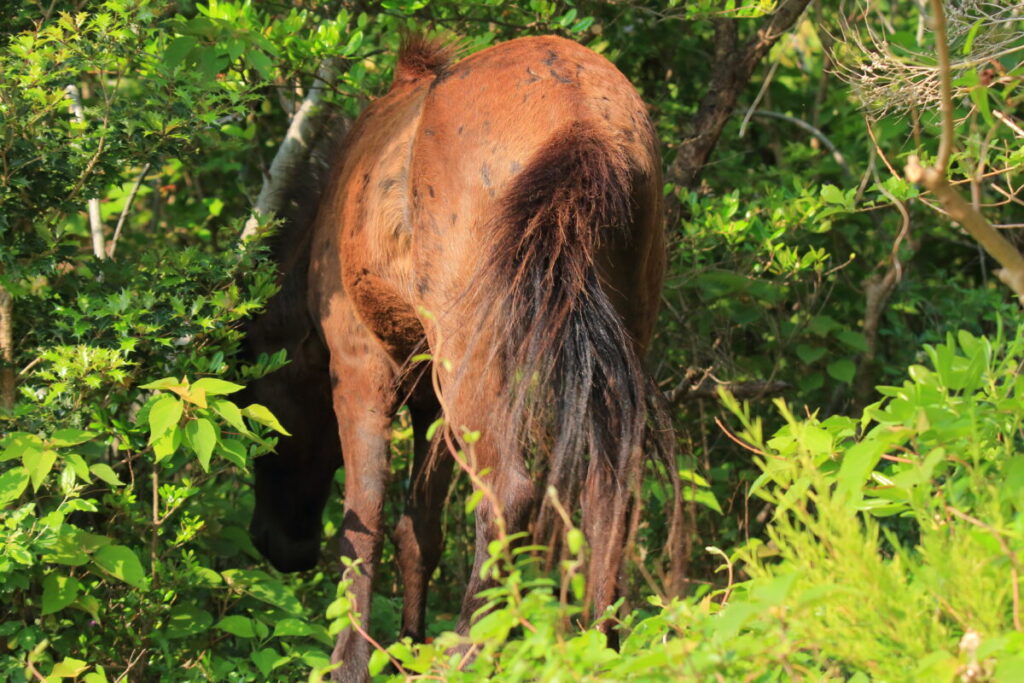 トカラ馬 開聞山麓自然公園 トカラ馬放牧場 藪の中を移動