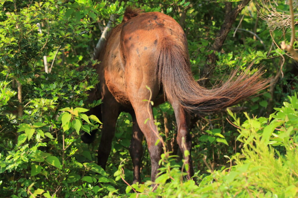 トカラ馬 開聞山麓自然公園 トカラ馬放牧場 藪の中を移動