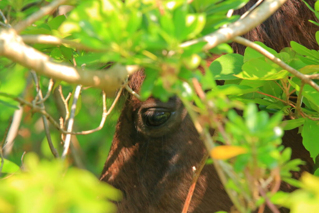 トカラ馬 開聞山麓自然公園 トカラ馬放牧場 藪の中を移動