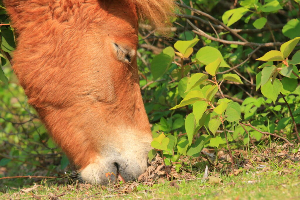 トカラ馬 開聞山麓自然公園 トカラ馬放牧場 食事中