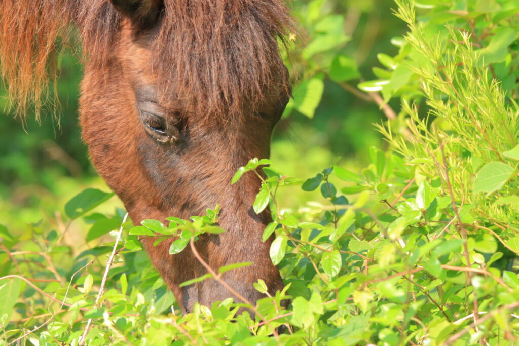 トカラ馬 開聞山麓自然公園 トカラ馬放牧場 食事中