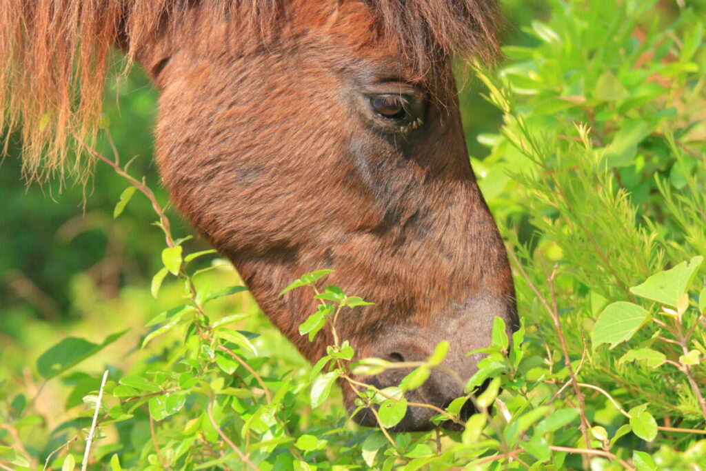 トカラ馬 開聞山麓自然公園 トカラ馬放牧場 食事中