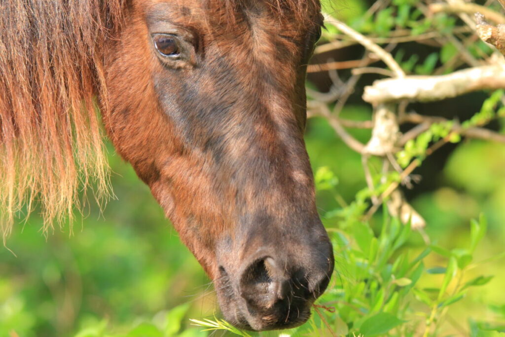 トカラ馬 開聞山麓自然公園 トカラ馬放牧場 食事中
