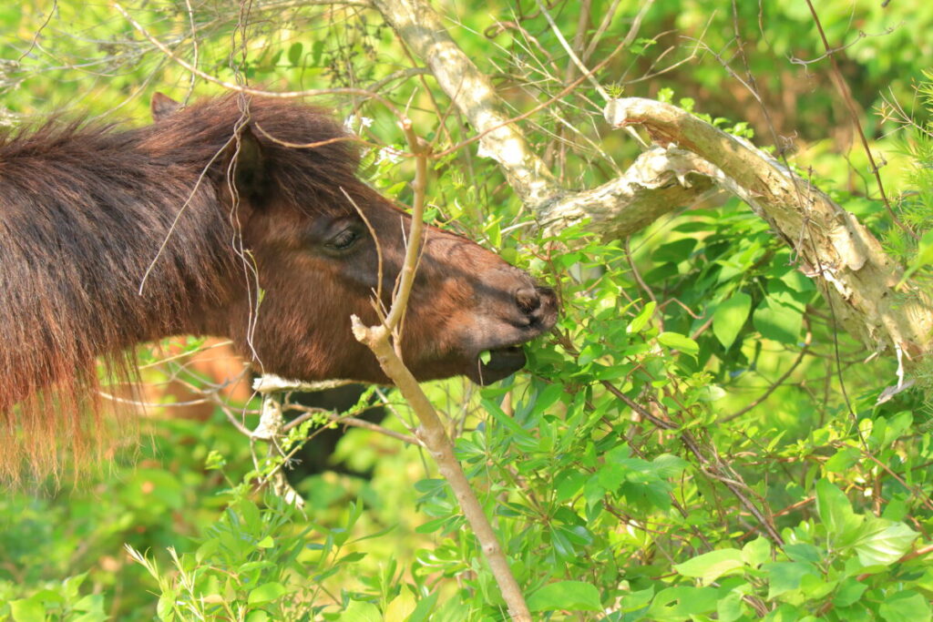 トカラ馬 開聞山麓自然公園 トカラ馬放牧場 食事中