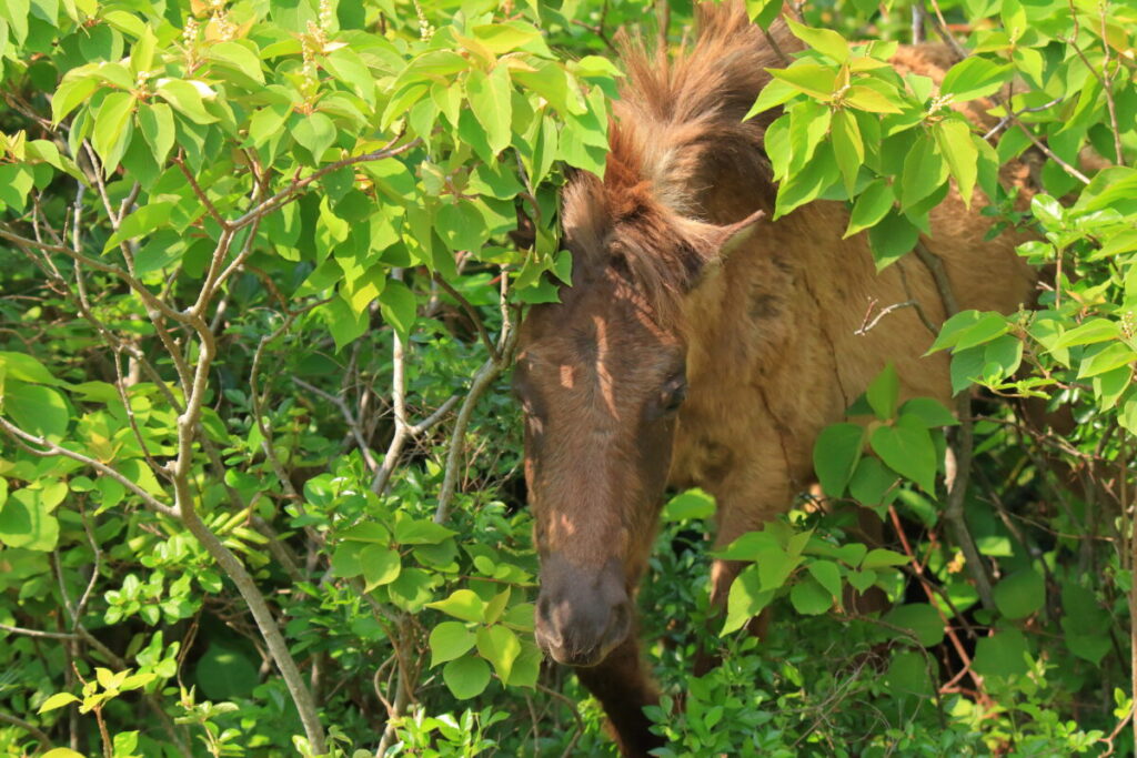 トカラ馬 開聞山麓自然公園 トカラ馬放牧場 藪の中を移動