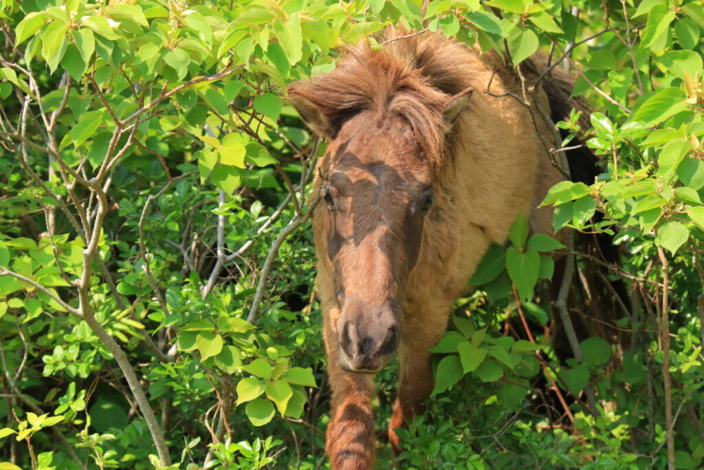 トカラ馬 開聞山麓自然公園 トカラ馬放牧場 藪の中を移動
