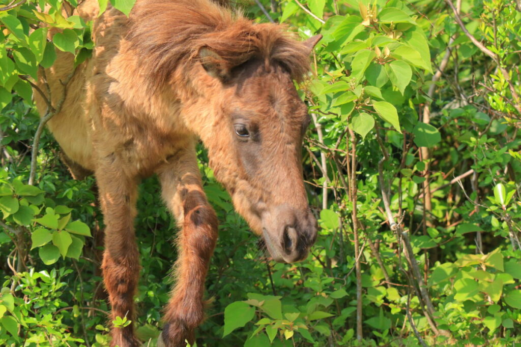 トカラ馬 開聞山麓自然公園 トカラ馬放牧場 藪の中を移動