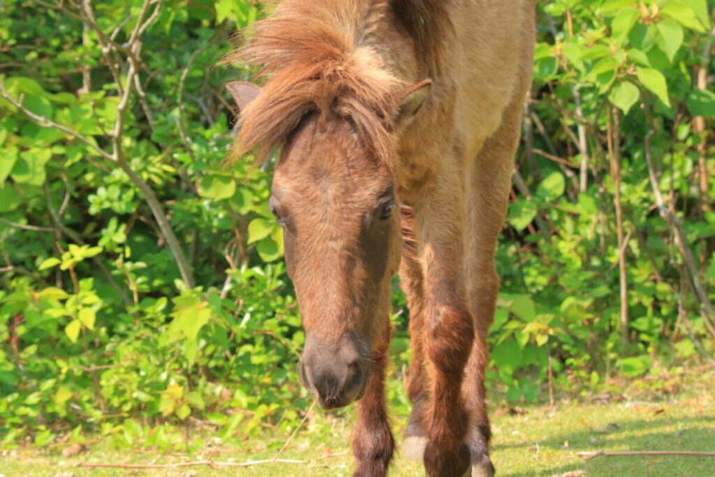 トカラ馬 開聞山麓自然公園 トカラ馬放牧場 藪の中を移動