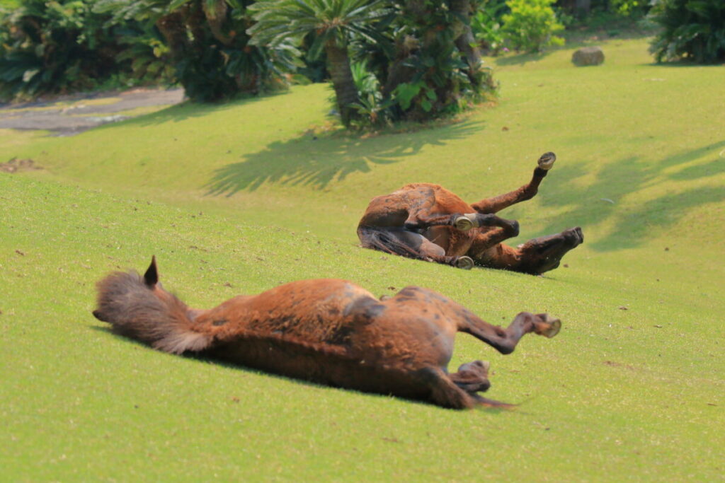 トカラ馬 開聞山麓自然公園 トカラ馬放牧場 リラックス