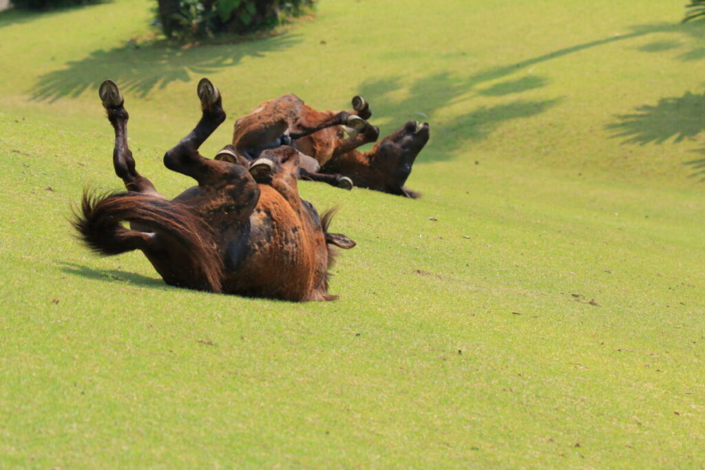 トカラ馬 開聞山麓自然公園 トカラ馬放牧場 リラックス
