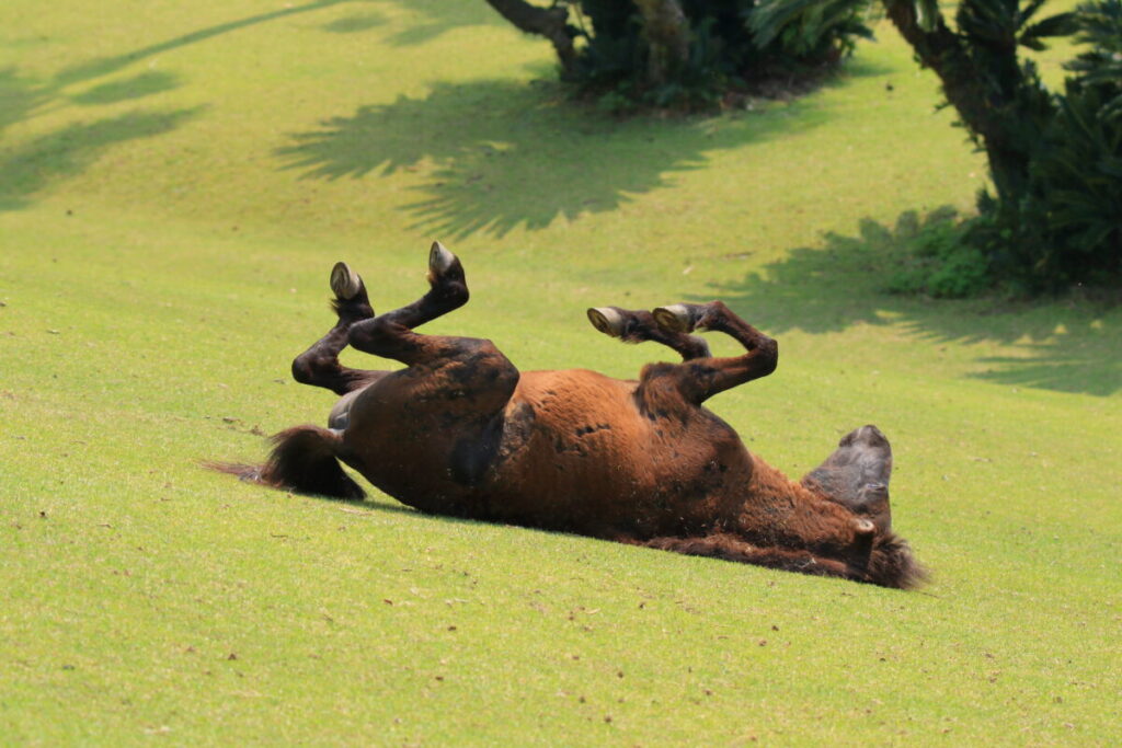 トカラ馬 開聞山麓自然公園 トカラ馬放牧場 リラックス