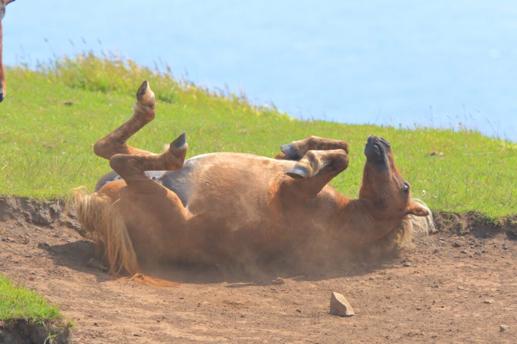 トカラ馬 開聞山麓自然公園 トカラ馬放牧場 砂浴び