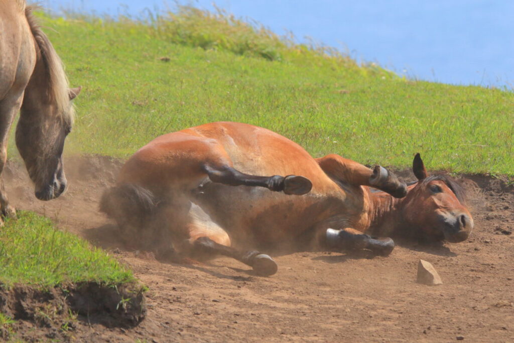 トカラ馬 開聞山麓自然公園 トカラ馬放牧場 砂浴び