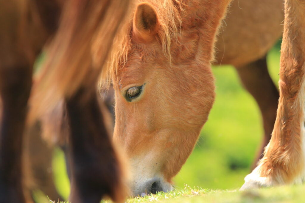 トカラ馬 開聞山麓自然公園 トカラ馬放牧場 森の中 群れ