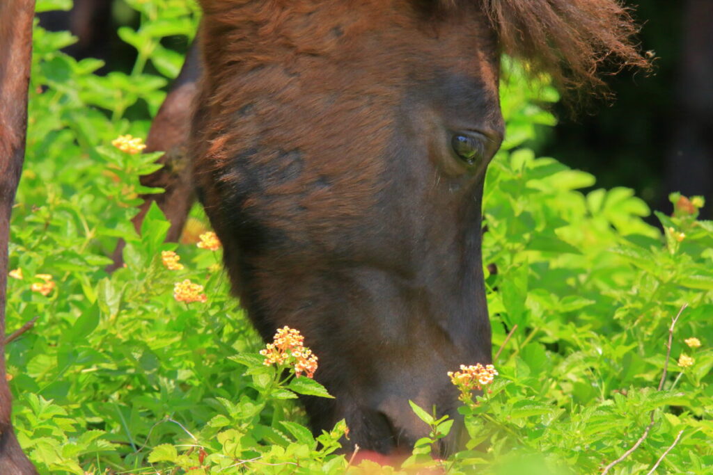 トカラ馬 開聞山麓自然公園 トカラ馬放牧場 森