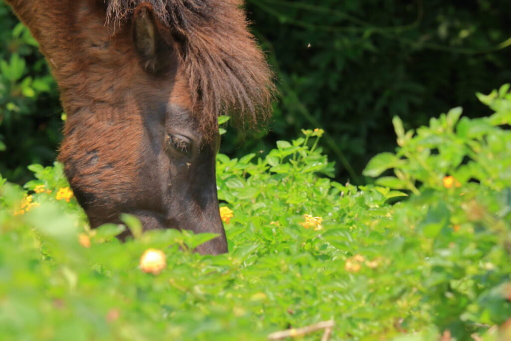 トカラ馬 開聞山麓自然公園 トカラ馬放牧場 森
