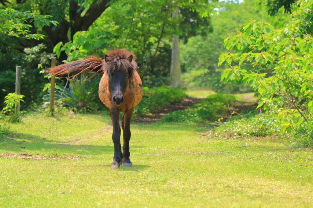 トカラ馬 開聞山麓自然公園 トカラ馬放牧場 森