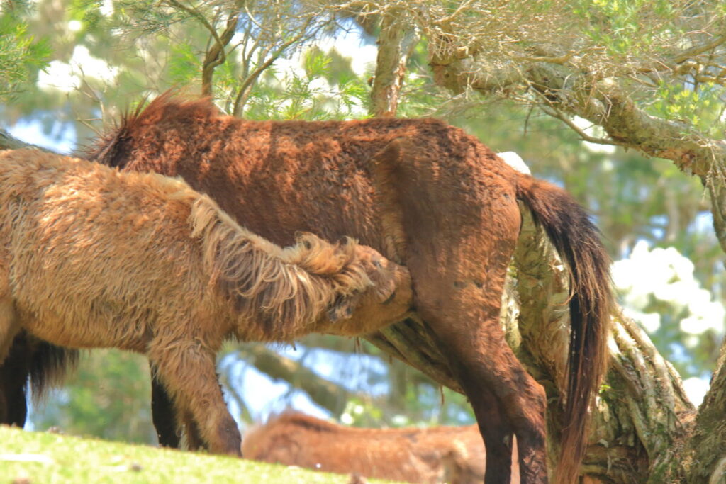 トカラ馬 開聞山麓自然公園 トカラ馬放牧場 子馬