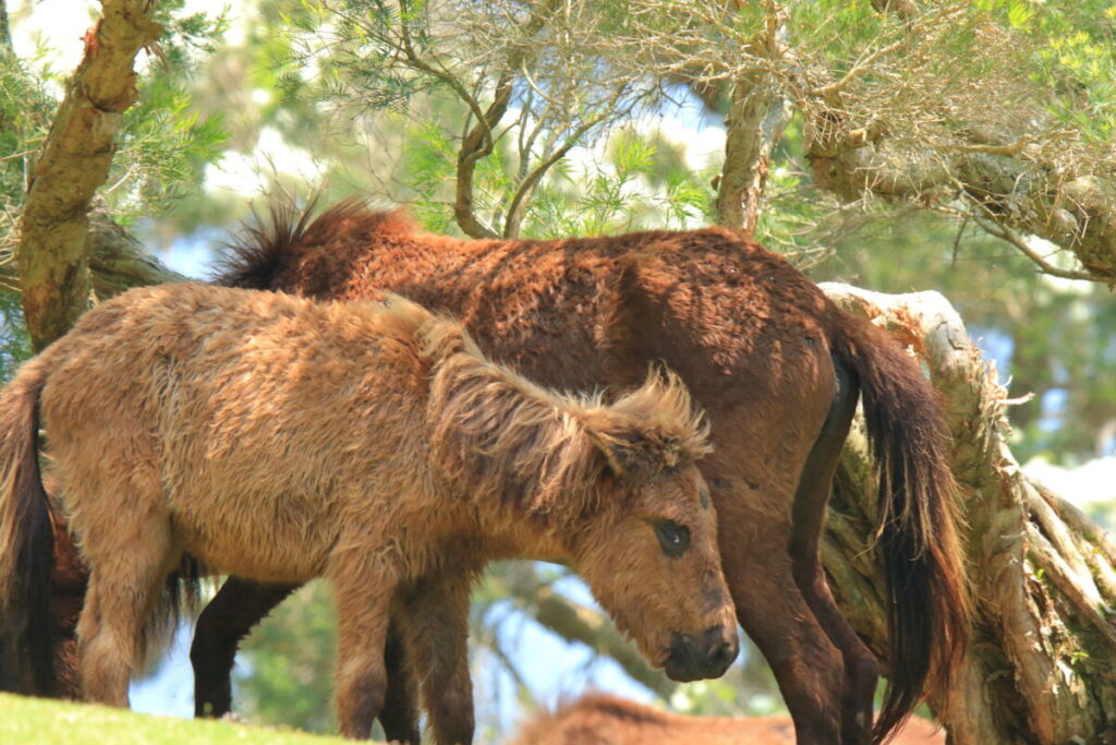 トカラ馬 開聞山麓自然公園 トカラ馬放牧場 子馬