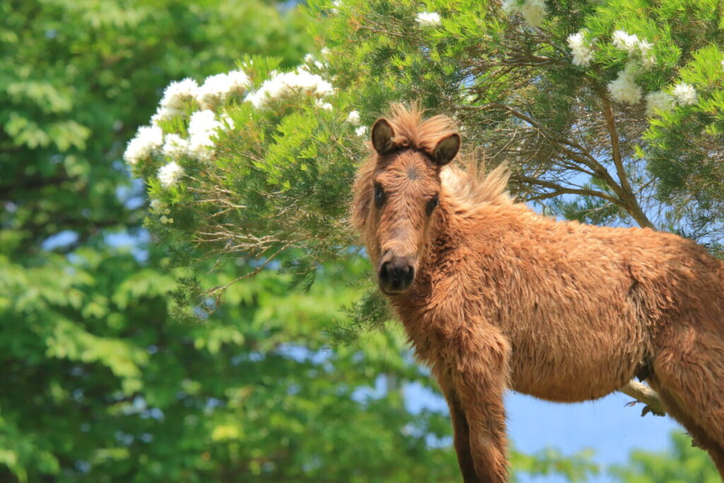 トカラ馬 開聞山麓自然公園 トカラ馬放牧場 子馬