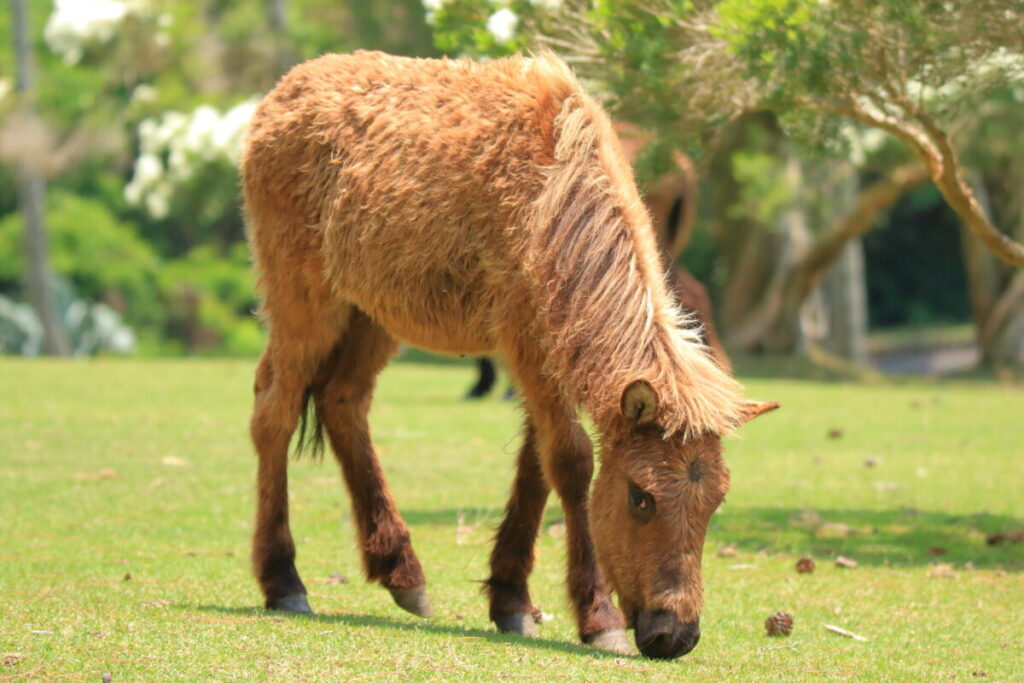 トカラ馬 開聞山麓自然公園 トカラ馬放牧場 子馬
