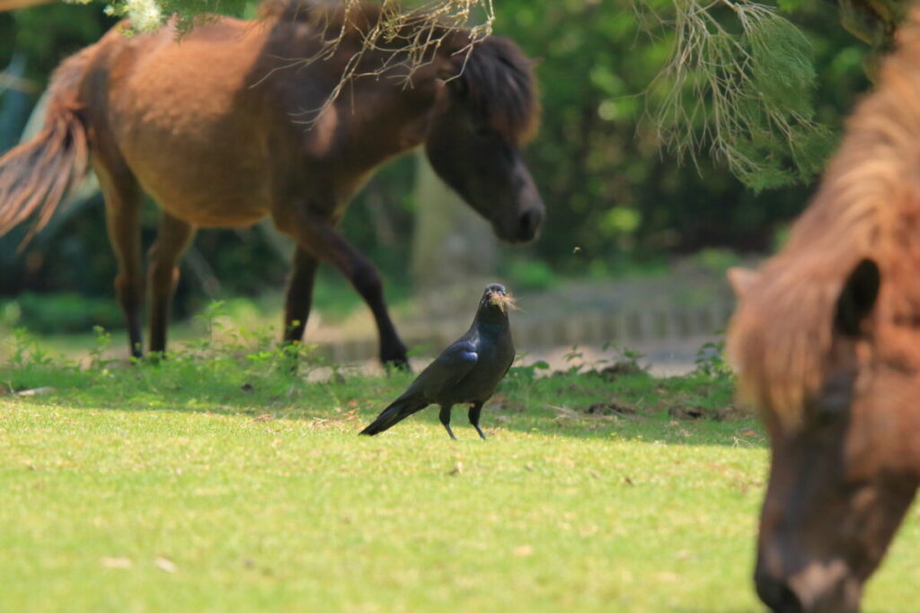 トカラ馬 開聞山麓自然公園 トカラ馬放牧場 カラス