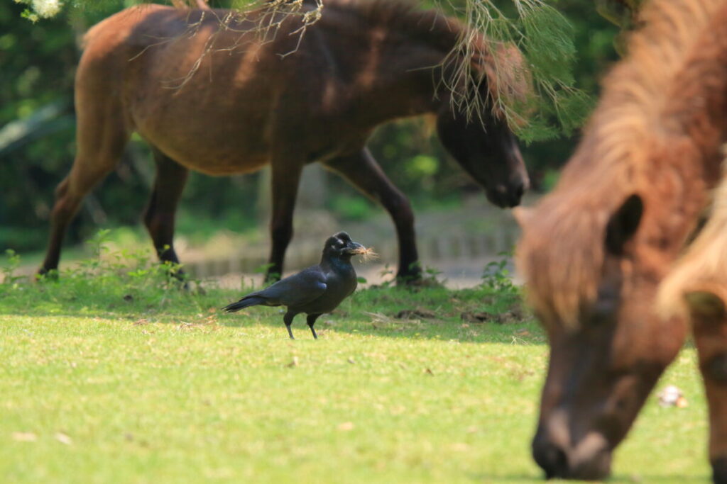 トカラ馬 開聞山麓自然公園 トカラ馬放牧場 カラス