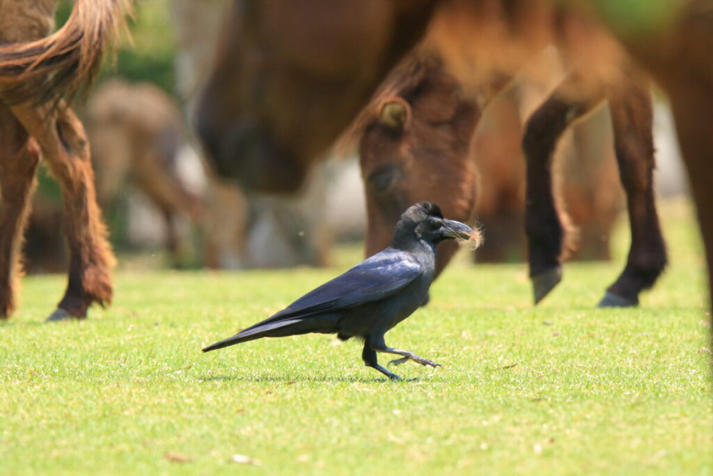 トカラ馬 開聞山麓自然公園 トカラ馬放牧場 カラス