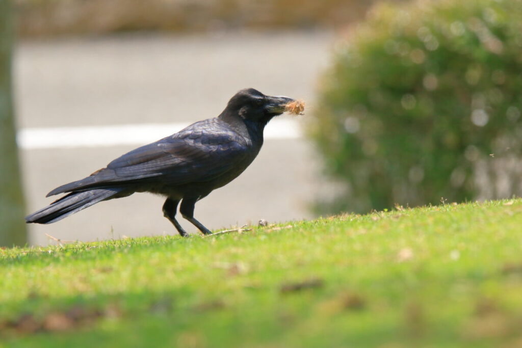 トカラ馬 開聞山麓自然公園 トカラ馬放牧場 カラス