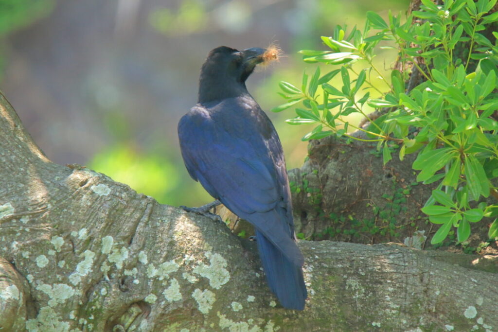 トカラ馬 開聞山麓自然公園 トカラ馬放牧場 カラス