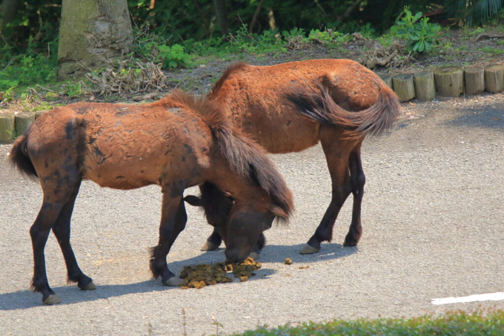 トカラ馬 開聞山麓自然公園 トカラ馬放牧場 糞