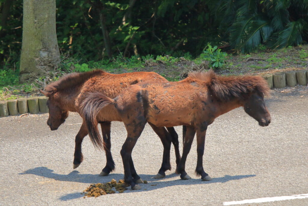 トカラ馬 開聞山麓自然公園 トカラ馬放牧場 糞