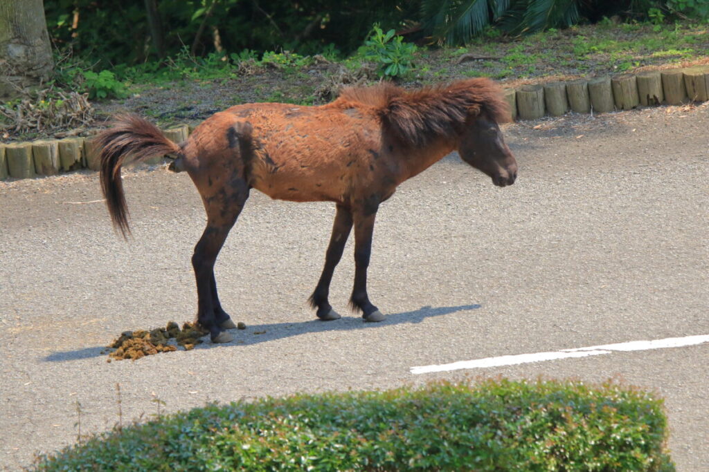 トカラ馬 開聞山麓自然公園 トカラ馬放牧場 糞