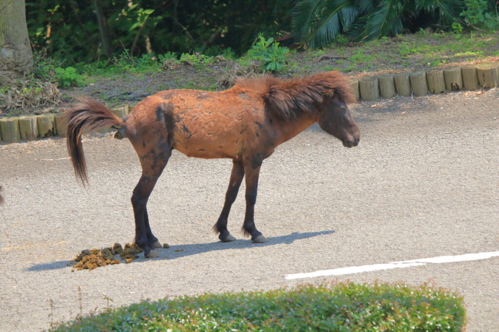トカラ馬 開聞山麓自然公園 トカラ馬放牧場 馬糞