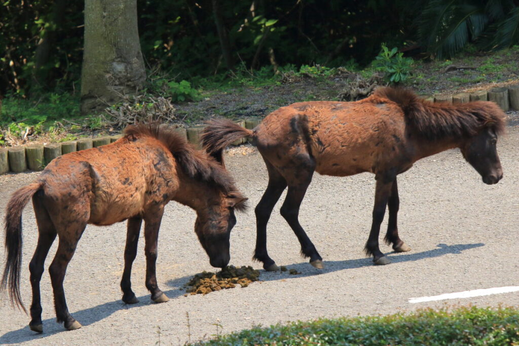 トカラ馬 開聞山麓自然公園 トカラ馬放牧場 馬糞