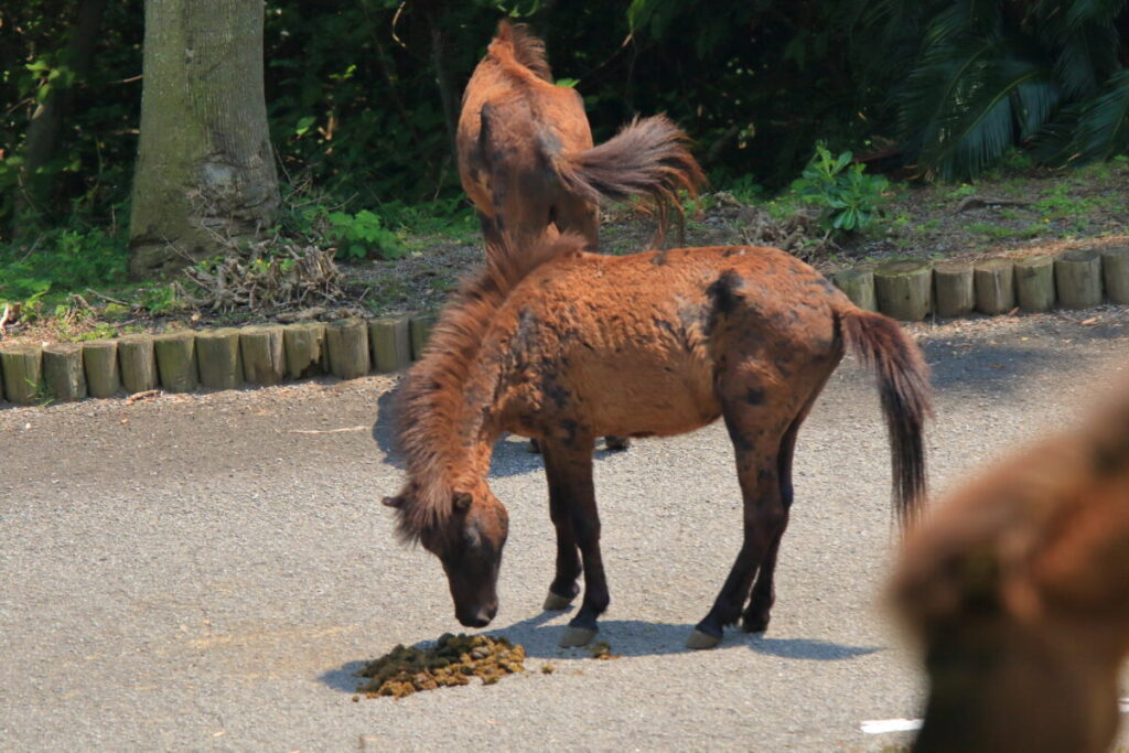 トカラ馬 開聞山麓自然公園 トカラ馬放牧場 糞
