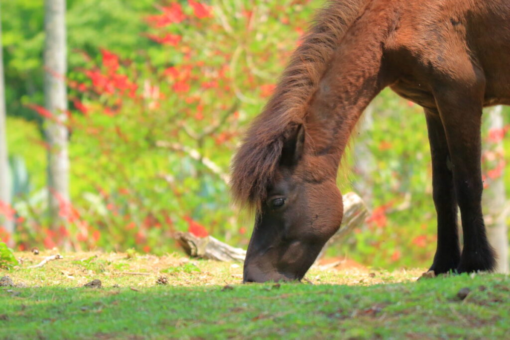 トカラ馬 開聞山麓自然公園 トカラ馬放牧場