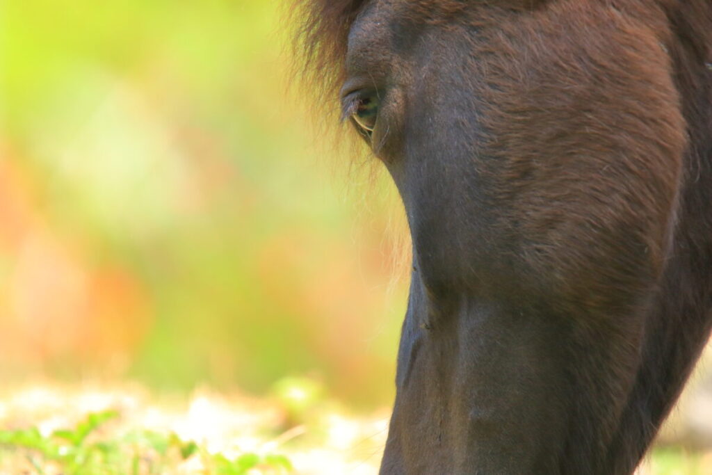トカラ馬 開聞山麓自然公園 トカラ馬放牧場