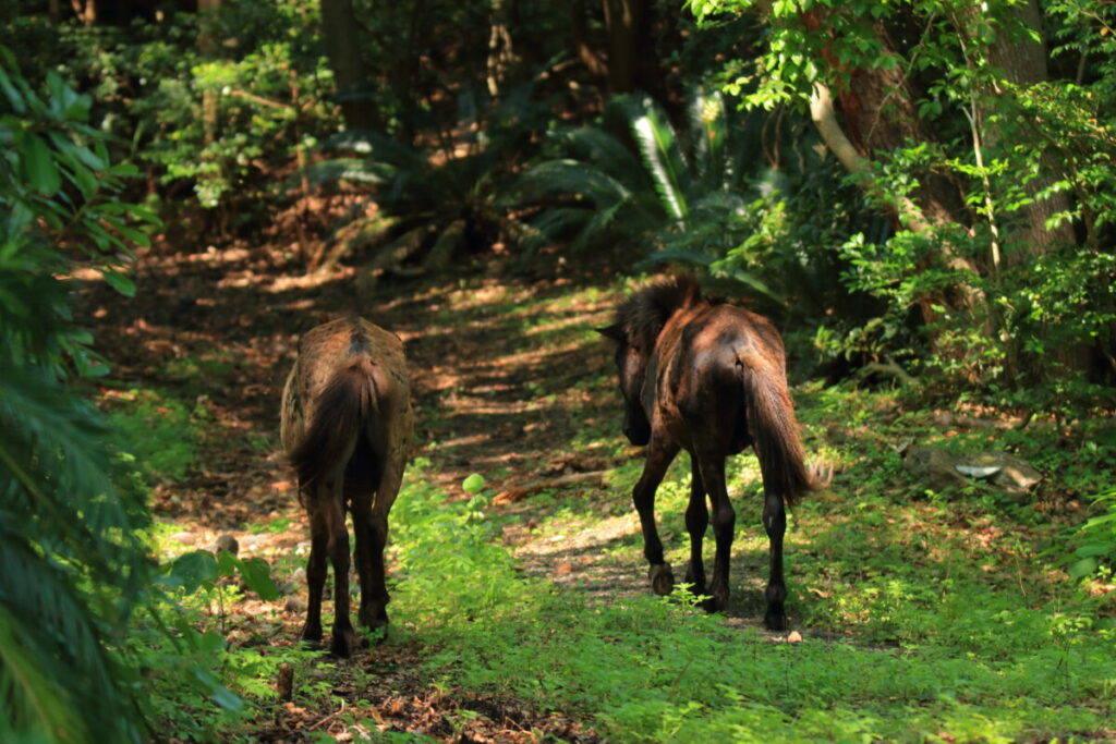 トカラ馬 開聞山麓自然公園 トカラ馬放牧場