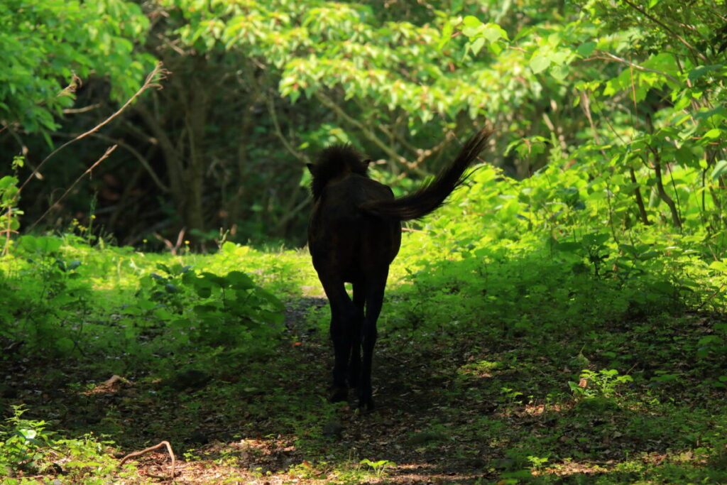 トカラ馬 開聞山麓自然公園 トカラ馬放牧場
