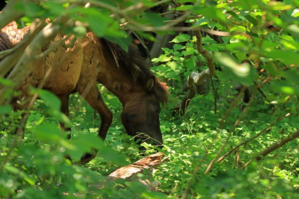 トカラ馬 開聞山麓自然公園 トカラ馬放牧場