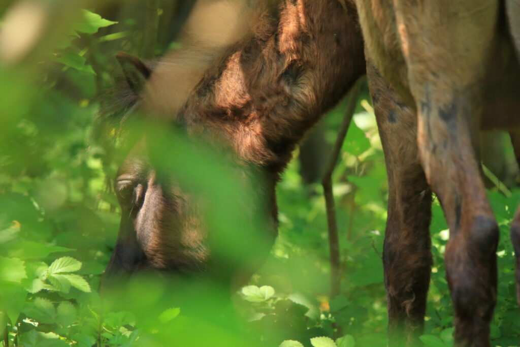 トカラ馬 開聞山麓自然公園 トカラ馬放牧場