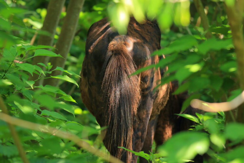 トカラ馬 開聞山麓自然公園 トカラ馬放牧場