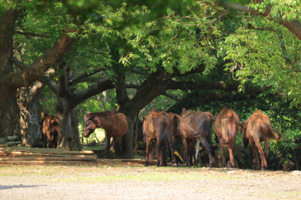 トカラ馬 開聞山麓自然公園 トカラ馬放牧場