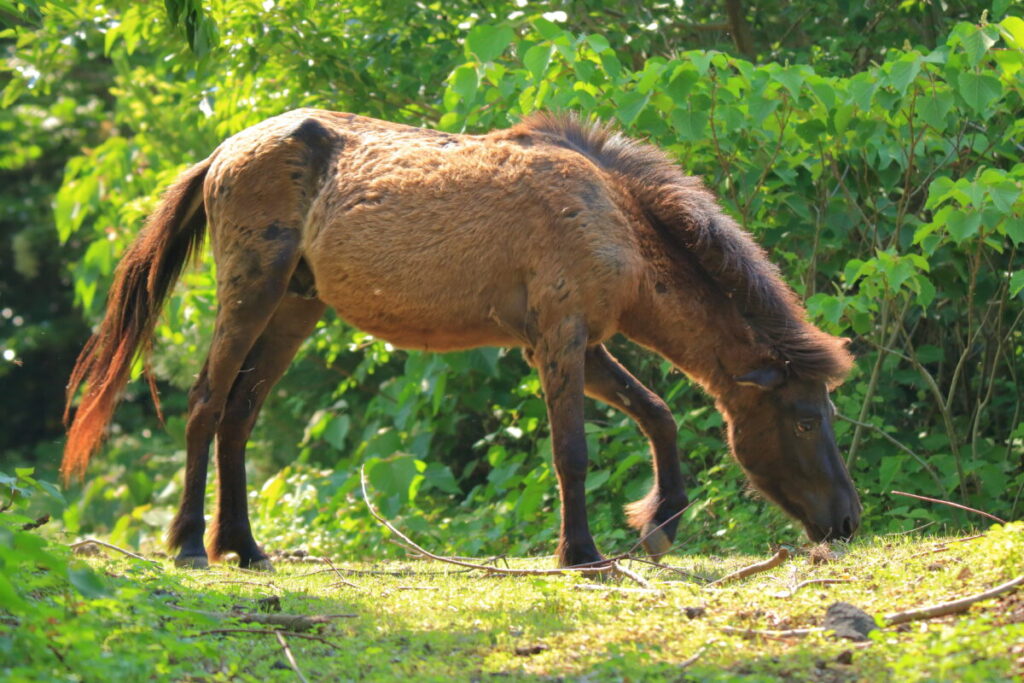トカラ馬 開聞山麓自然公園 トカラ馬放牧場