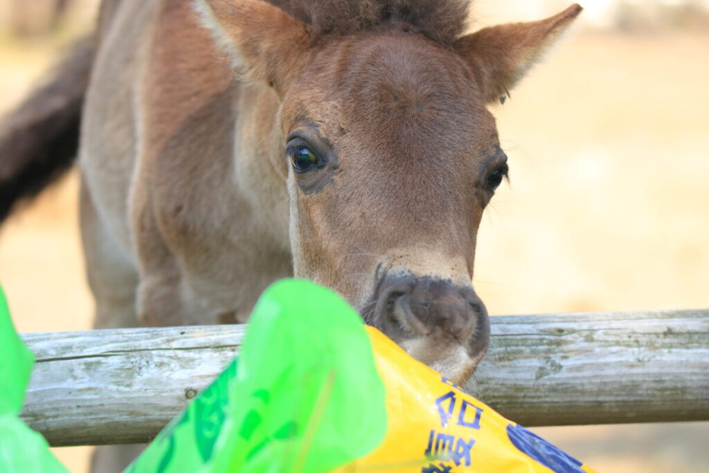 トカラ馬 開聞山麓自然公園 トカラ馬放牧場 子馬